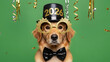 © Akter - Dachshund crossbreed dog dressed for new year 2026 celebration, sporting a miniature top hat and
