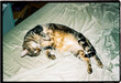 © Tania Cervian/Stocksy - Cat lying on bed with relaxed pose