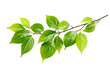 © Azim - green leaves isolated on white background