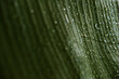 © Luis Herrera/Stocksy - Close-up of tropical leaf with raindrops