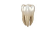 © Seek - Single human molar tooth with visible roots and cusps rendered in a realistic style isolated on a transparent background