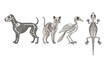 © CreativeAkash099 - Vector artwork showing dog, cat, bird, lizard skeletal anatomy