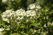 © Janiel Kaffe - Beautiful spring inflorescence of white Spiraea flowers with bright yellow centers. Close-up macro shot captures the fresh beauty and vitality. Ideal for nature and botany themes.