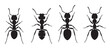 © Mr. Stocker - Four black ant silhouettes in a set show different insect species from a top-down view in a simple, graphic, and minimalist vector illustration style for entomology concepts