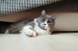 © Andrii Zastrozhnov - Playful gray and white cat lounging under a cozy couch at home