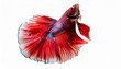 © Mark - betta fish isolated no background