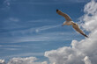 © Ralph Lear - Three Seagull flying low in high contrast blue sky with dramatic white clouds and good light