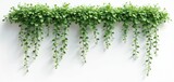 Green creeper plant with long vines and small leaves cascades against a white wall background. Healthy vegetation hangs gracefully creating a natural decorative border. Botanical flora element.