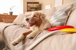 © Pixel-Shot - Cute Australian Shepherd dog with frisbee lying on sofa at home