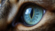 © Helen - Close-up of a curious cat eye with vibrant colors and expressive look