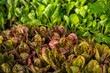 © Emma K Creative - Baby Lettuces Growing in the Garden