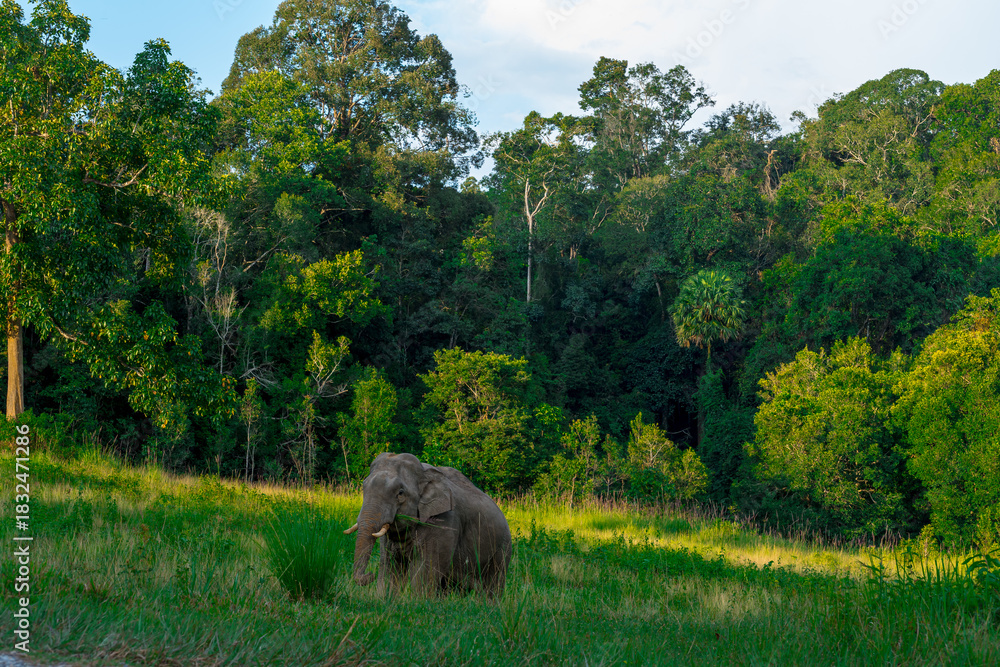 Wild elephants have large bodies, a large, fat body, and a long trunk ...
