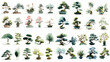 © Creative Nest - A serene collection of bonsai and miniature artistic trees featuring natural forms, delicate foliage, and refined botanical details suitable for garden and design themes.