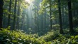 © Muhammad - Serene Forest Background with Soft Sunlight and Green Foliage