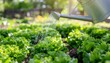 © Nopita - Watering the Lettuce A Gardener's Ritual for a Thriving Vegetable Garden