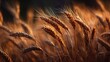 © mila103 - A field of golden wheat with the sun shining on it. The wheat is tall and golden, and the sun is casting a warm glow on the field