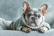 © Klemenso - Bulldog in cozy sweater relaxing on couch at home during winter Generative AI