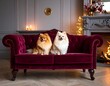 © saitama - Two fluffy dogs sitting on a luxurious velvet sofa in a cozy interior