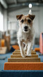 © serz72 - A small terrier stands confidently on a raised platform surrounded by agility obstacles in a bright training hall, enjoying a fitness session focused on balance and coordination