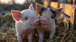© Maksym - Two adorable piglets touching noses in a sunlit farmyard, soft straw under their tiny hooves, warm golden light highlighting their pink skin and playful expressions