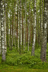  Birch forest showing tall white trunks and vibrant greenery