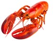 © Cahyo - A cooked lobster with vibrant red shell, claws extended, isolated on white background. Delicate antennae and textured surface visible