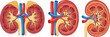 © Sumon Creative - Human kidney anatomy vector illustration set showing cross section structure arteries veins and urinary system