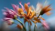 © Studio Zenith - Fleurs dahlias aux pétales orange et roses dansant dans le mouvement