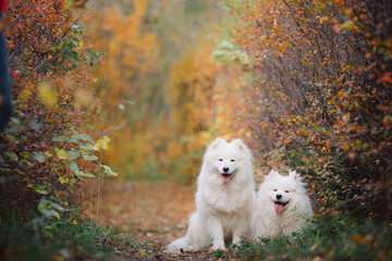  Two Samoyeds walking in the park in autumn