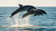 © AGUNG - Three dolphins leap high above ocean water, creating splashes, sunlight in sky