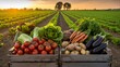 © I&Y - Fresh organic vegetables harvested in crates set on farm field at sunset