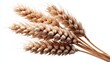 © BeatFlow - Close-up of golden wheat stalks isolated on a clean white background
