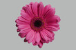 © fStop - Close up flat lay of beautiful, vibrant pink gerbera daisy flower head against gray background