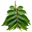 © Bismillah - Fresh aromatic curry leaves sprig used for cooking and seasoning on transparent background