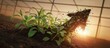 © MEO - Energetic Plant Growth Breaking Through Soil Towards Dawn Sunlight