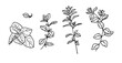© Elena - Basil, oregano and lemon balm sprigs, black and white sketch. Vector illustration. A set of kitchen herbs, isolated on a white background. For menus, recipes, for printing on textiles and on packages