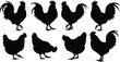 © Asha Creatives - Set of black vector chicken silhouettes featuring rooster and hen poultry birds standing walking and pecking isolated on white background.