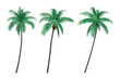 © Macrostock - isolated cutout tropical coconut palm tree Cocos nucifera in 3 different model option, best use for landscape design