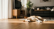© Bakha - Calm mixed breed dog resting on warm wooden floor in cozy modern living room with sunlight streaming through sheer curtains beside sofa and television