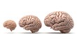 © HazeraStock - Comparative Size Illustration of Small Medium and Large Brains Isolated on White Background Symbolizing Intellectual Growth Development Evolution or Cognitive Ability 3d Rendering