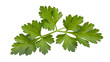 © Khaled - Fresh parsley sprig close up isolated on transparent background
