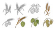 © Emran - A set of vintage-style illustrations of wheat and hops in various stages and colors perfect for brewery and bakery logos.