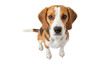 © James - Adorable beagle dog PNG isolated on transparent background, cute puppy with brown and white fur looking up for pet-related designs