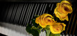 © Doodeez - Piano keyboard with yellow roses. friendship, joy and happiness. Music.