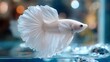 © BajimBa - A delicate white betta fish swimming gracefully in an aquarium tank with stunning details and fin textures