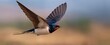 © ckybe - The swallow joyfully swooping swiftly capturing insects in a dance of survival