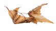 © Vibu design  gallery - Two intricately detailed dried brown autumn leaves, connected by a delicate stem, showcasing nature's seasonal transition on a transparent background. background removed