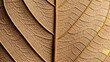 © mwh_design - Detailed macro shot capturing the precise organic network of dried leaf veins, highlighting natural botanical patterns and textured surface in warm, earthy brown hues