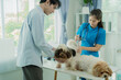 © MrAshi - A young Asian female veterinarian wearing a medical gown consults with a dog owner after examining a chihuahua at a clinic.