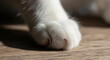© Platon - Close-up of a grey striped cat's paw resting on a wooden floor, partially in sunlit stripes and shadow